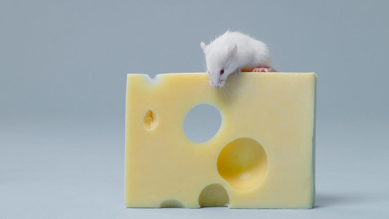 Cut The (Swiss) Cheese Model